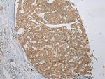 VSIG8 Antibody in Immunohistochemistry (Paraffin) (IHC (P))