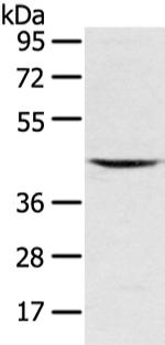 VSIG8 Antibody in Western Blot (WB)