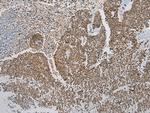 DCAF7 Antibody in Immunohistochemistry (Paraffin) (IHC (P))