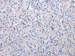 XKR6 Antibody in Immunohistochemistry (Paraffin) (IHC (P))