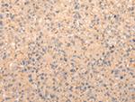 ZFAND1 Antibody in Immunohistochemistry (Paraffin) (IHC (P))