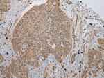 TBCA Antibody in Immunohistochemistry (Paraffin) (IHC (P))