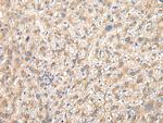 PRG3 Antibody in Immunohistochemistry (Paraffin) (IHC (P))