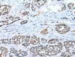 C22orf41 Antibody in Immunohistochemistry (Paraffin) (IHC (P))