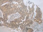 UBE2Z Antibody in Immunohistochemistry (Paraffin) (IHC (P))