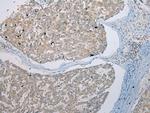 UBE2Z Antibody in Immunohistochemistry (Paraffin) (IHC (P))