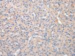 TCN2 Antibody in Immunohistochemistry (Paraffin) (IHC (P))