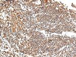 XKR7 Antibody in Immunohistochemistry (Paraffin) (IHC (P))