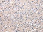 CHRM5 Antibody in Immunohistochemistry (Paraffin) (IHC (P))