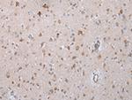 COX7C Antibody in Immunohistochemistry (Paraffin) (IHC (P))