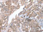 COX7C Antibody in Immunohistochemistry (Paraffin) (IHC (P))