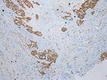 CCBL1 Antibody in Immunohistochemistry (Paraffin) (IHC (P))