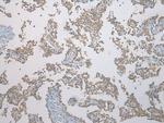 FAM101A Antibody in Immunohistochemistry (Paraffin) (IHC (P))