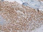 ABHEB Antibody in Immunohistochemistry (Paraffin) (IHC (P))