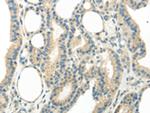 WNT6 Antibody in Immunohistochemistry (Paraffin) (IHC (P))