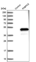 PABPC5 Antibody in Western Blot (WB)