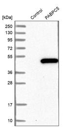 PABPC5 Antibody in Western Blot (WB)