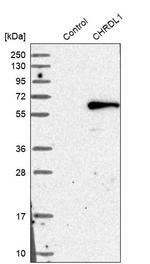 CHRDL1 Antibody in Western Blot (WB)