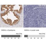 NSDHL Antibody