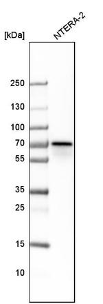 CSTF2 Antibody in Western Blot (WB)