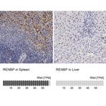 RENBP Antibody in Immunohistochemistry (IHC)