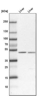 RENBP Antibody in Western Blot (WB)