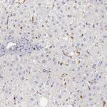 RENBP Antibody in Immunohistochemistry (IHC)