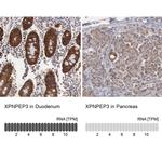 XPNPEP3 Antibody