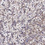 NAGA Antibody in Immunohistochemistry (IHC)