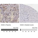 NAGA Antibody