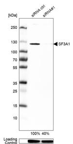 SF3A1 Antibody in Western Blot (WB)