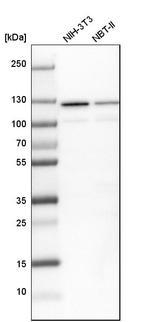 SF3A1 Antibody in Western Blot (WB)