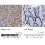 UPB1 Antibody in Immunohistochemistry (IHC)