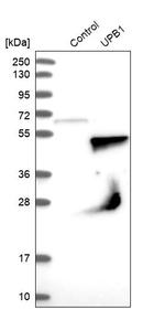 UPB1 Antibody in Western Blot (WB)