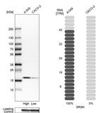 Serglycin Antibody in Western Blot (WB)