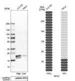 NPC2 Antibody