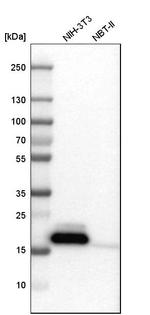 NPC2 Antibody in Western Blot (WB)