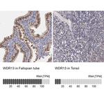 WDR13 Antibody in Immunohistochemistry (IHC)