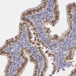 WDR13 Antibody in Immunohistochemistry (IHC)