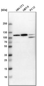 RhoGAP4 Antibody in Western Blot (WB)