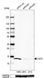 Cystatin A Antibody