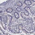 PHKA1 Antibody in Immunohistochemistry (IHC)