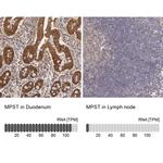 MPST Antibody