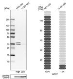 MPST Antibody in Western Blot (WB)