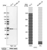 Cytochrome C1 Antibody in Western Blot (WB)