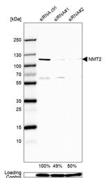 NMT2 Antibody