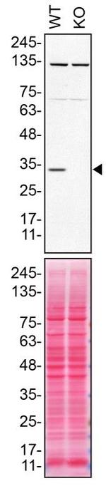 Syntaxin 4 Antibody in Western Blot (WB)