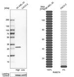 RAB27A Antibody in Western Blot (WB)