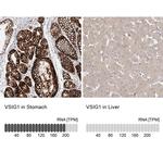 VSIG1 Antibody in Immunohistochemistry (IHC)