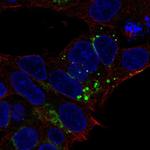 Fetuin A Antibody in Immunocytochemistry (ICC/IF)